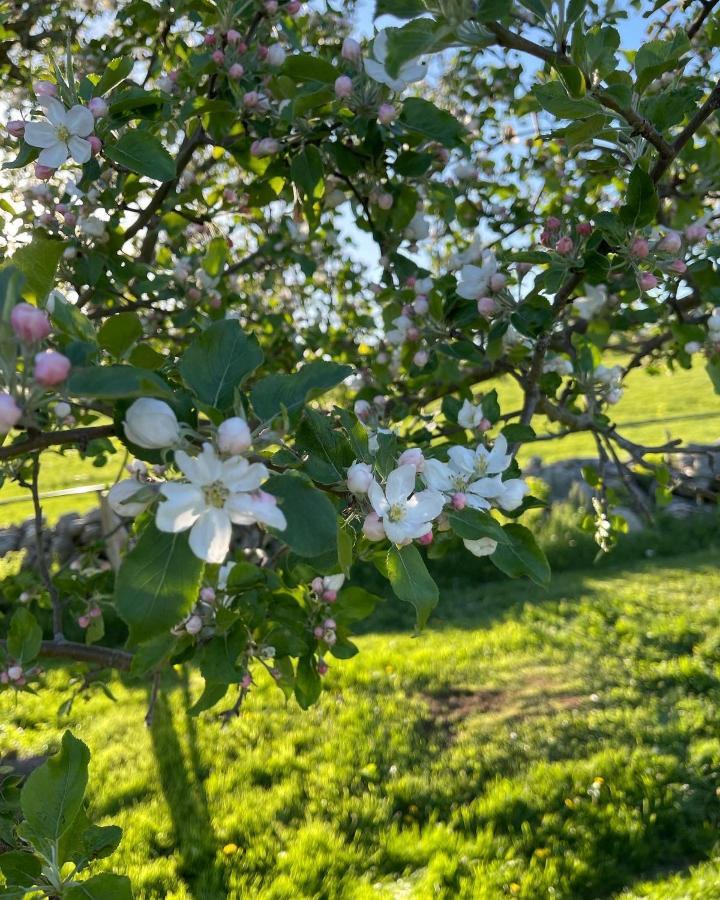 Jefferson Blueberry Fields Bed & Breakfast المظهر الخارجي الصورة